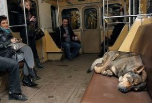 perros_metro